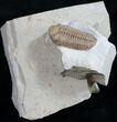 Kainops Trilobite (Double) - Black Cat Mountain #9459-5